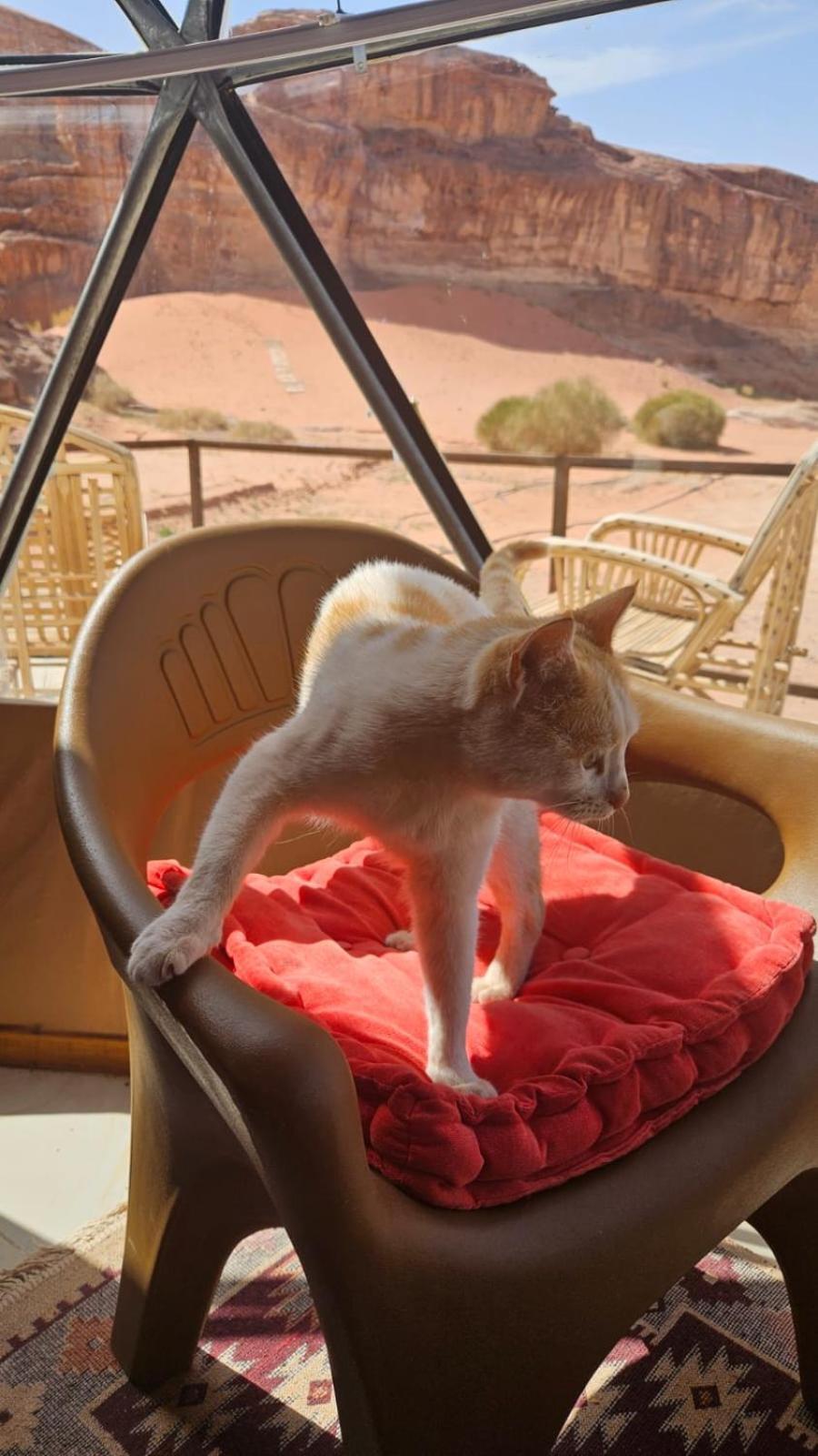 Bubble Rumcamp Wadi Rum Exterior photo